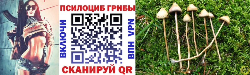 Купить где  Звенигово  Галлюциногенные грибы мицелий 